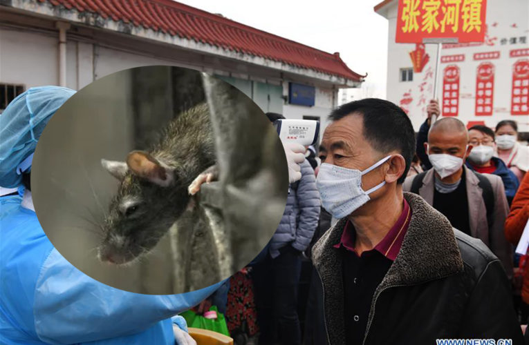 After Corona Pandemic, New ‘Hantavirus’ Appears In China